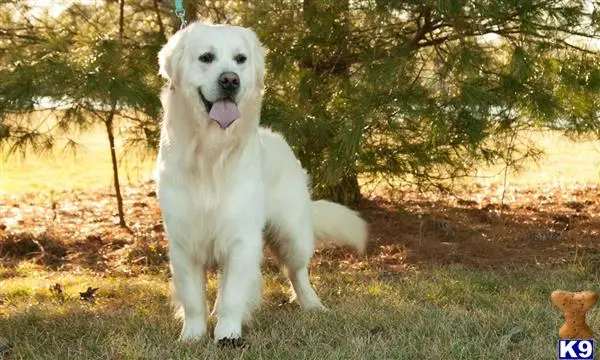 Golden Retriever stud dog