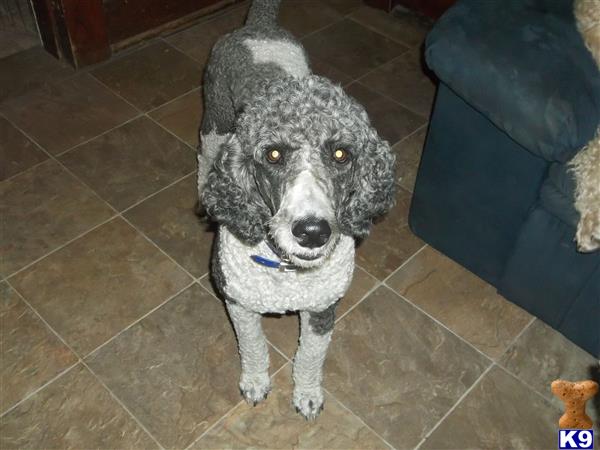 a poodle dog sitting on a tile floor