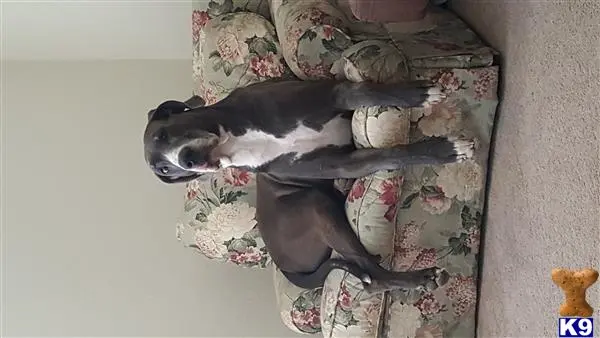 Great Dane