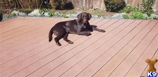 Labrador Retriever stud dog