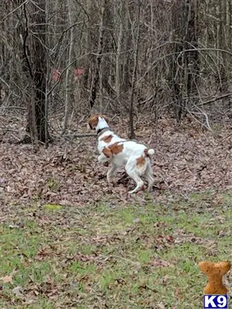 Brittany stud dog