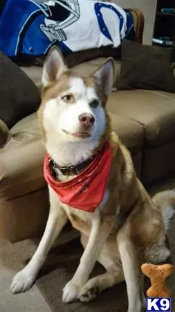 Siberian Husky