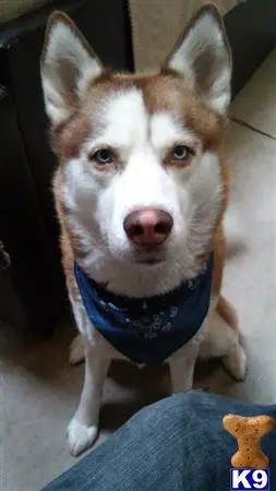 Siberian Husky stud dog