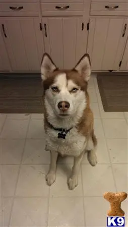 Siberian Husky stud dog