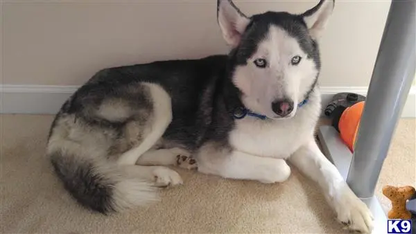 Siberian Husky stud dog