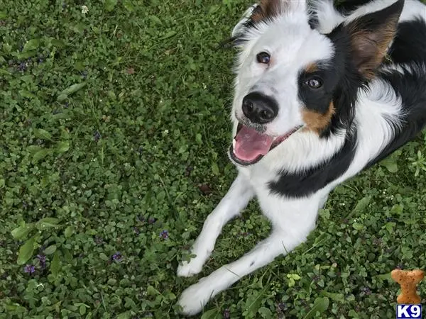 Border Collie female dog