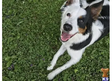 Border Collie