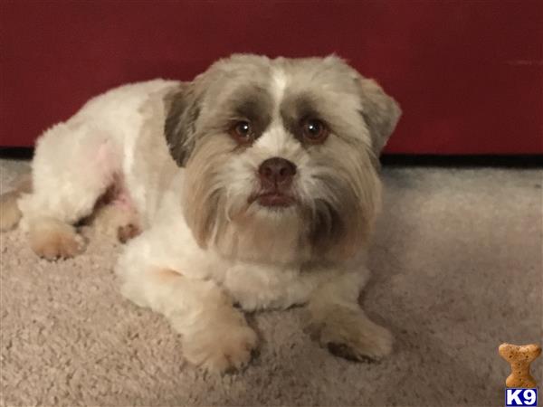 a shih tzu dog lying on the floor