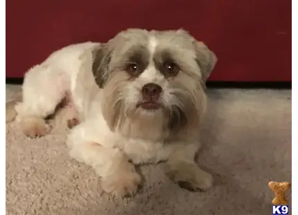 Shih Tzu