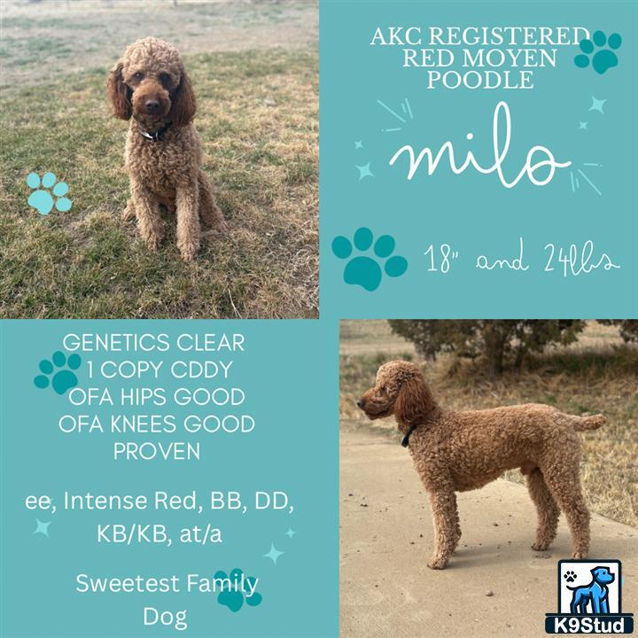 a poodle dog standing on grass