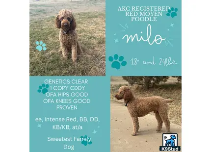 a poodle dog standing on grass