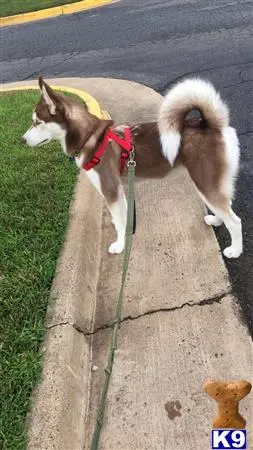 Siberian Husky stud dog