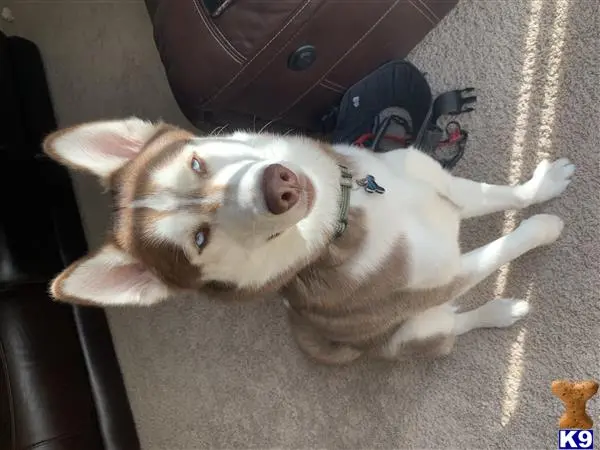 Siberian Husky stud dog