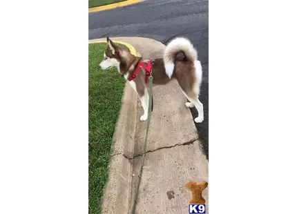 Siberian Husky