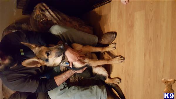a person holding a german shepherd dog