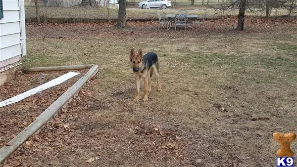 German Shepherd stud dog