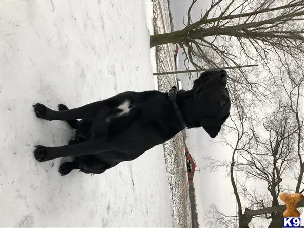 Labrador Retriever stud dog