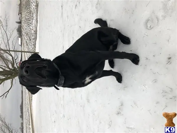 Labrador Retriever stud dog