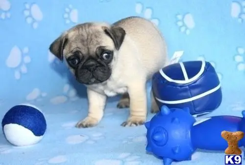 Pug puppy for sale