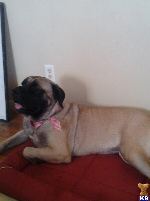 Bullmastiff