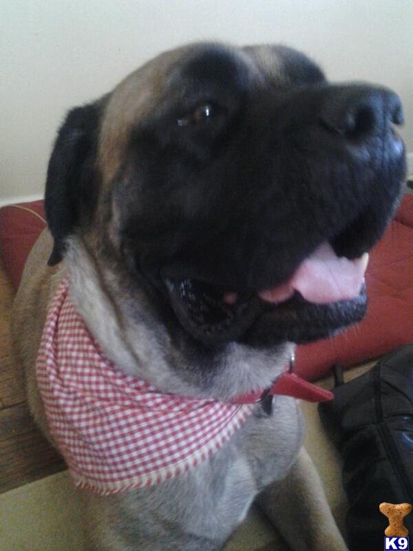 Bullmastiff dog