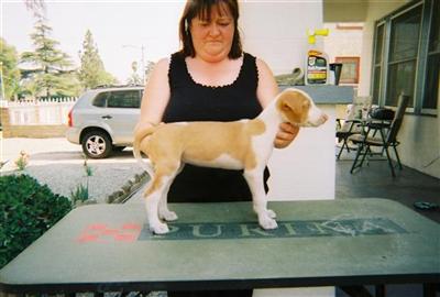ibizan hound puppies for sale ibizan hound puppy for sale ibizan hound puppies available 10 years ibizan hound puppies for sale ibizan hound puppy for sale ibizan hound puppies available 10 years