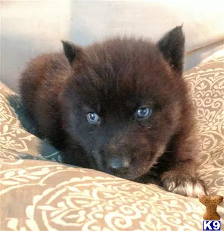 Wolf Dog puppy for sale