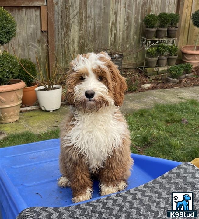 a australian labradoodles dog sitting on a blue mat