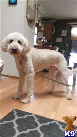 Labradoodle stud dog