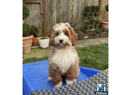 a australian labradoodles dog sitting on a blue mat
