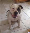 american bulldog puppy posted by ainslee1108