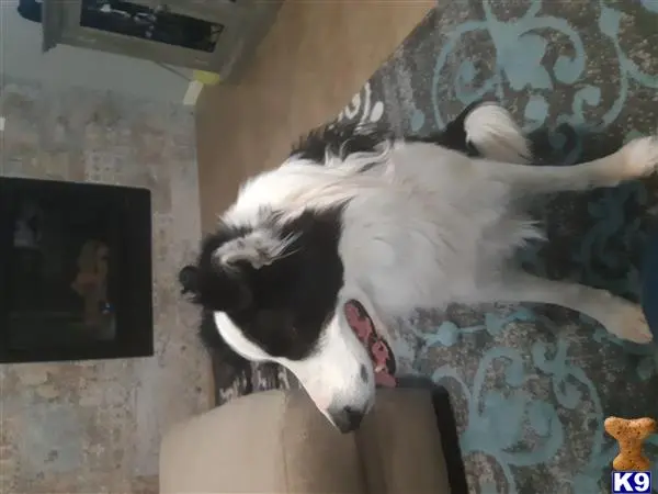 Border Collie stud dog