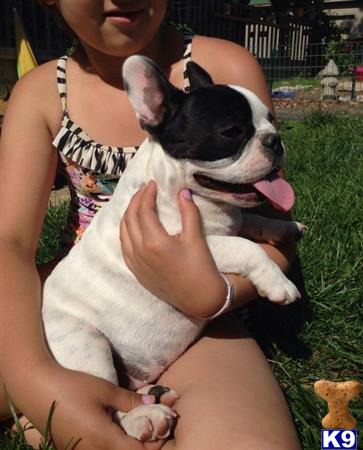 french bulldog puppy posted by aisharasim