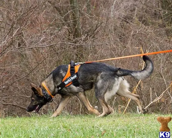 German Shepherd stud dog