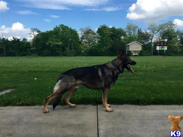 German Shepherd stud dog