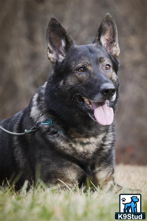 a german shepherd dog with its tongue out