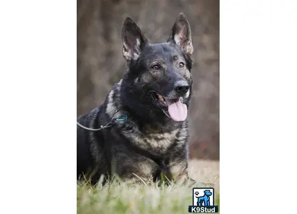 a german shepherd dog with its tongue out