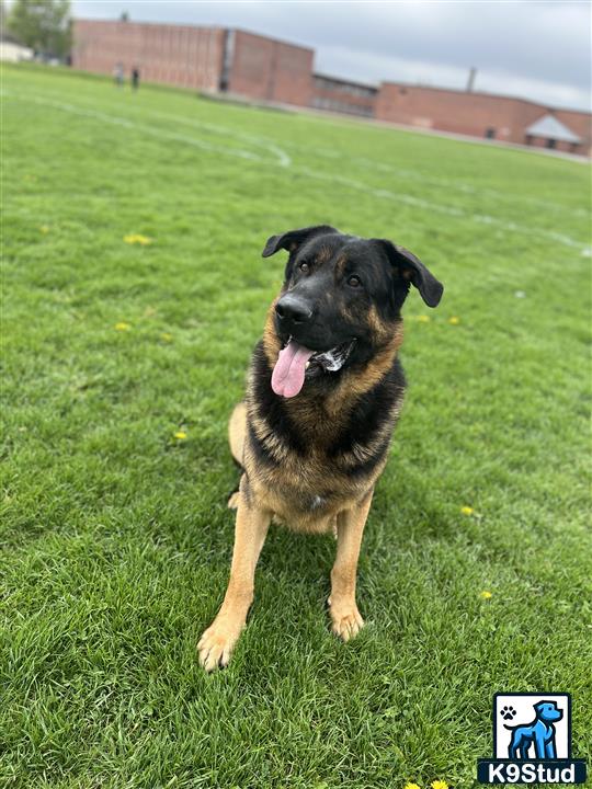 a german shepherd dog sitting in a grassy area