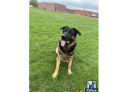 a german shepherd dog sitting in a grassy area