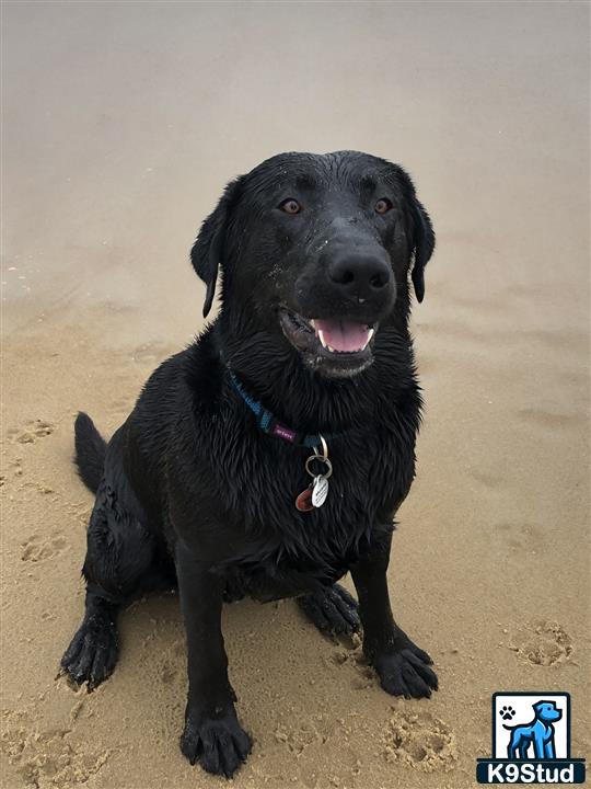 a black labrador retriever dog sitting on the ground