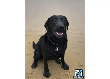 a black labrador retriever dog sitting on the ground