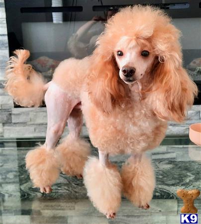 Poodle stud dog