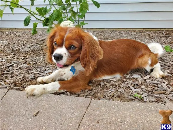 Cavalier King Charles Spaniel