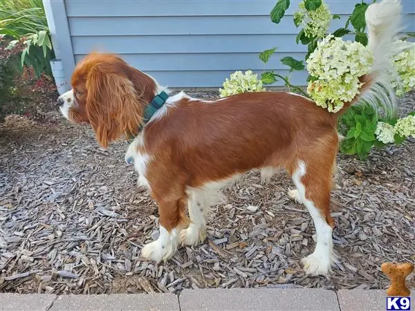 Cavalier King Charles Spaniel stud dog