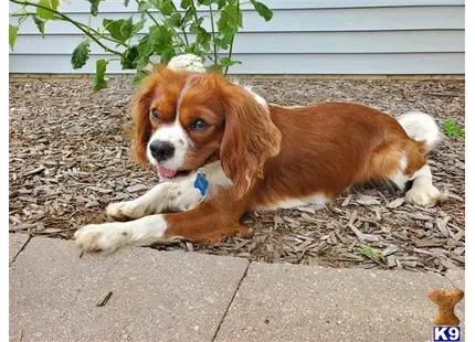 Cavalier King Charles Spaniel