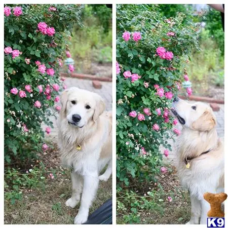 Golden Retriever stud dog