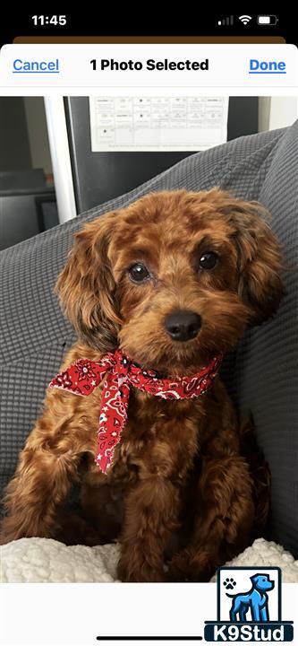 a maltipoo dog sitting on a couch