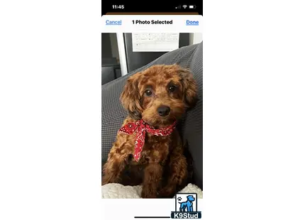 a maltipoo dog sitting on a couch