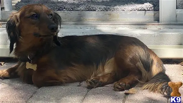 Dachshund stud dog