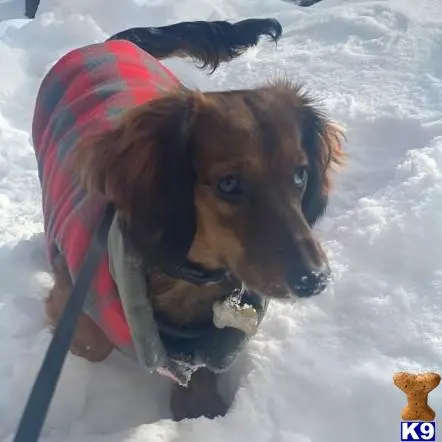 Dachshund stud dog